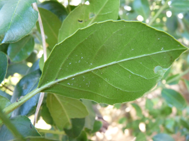 Verso des feuilles. Agrandir dans une nouvelle fenêtre (ou onglet)